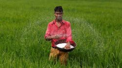 Four-fifths of budgeted fertiliser subsidy spent