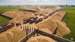 Why Punjab is running out of space for fresh paddy this season? 