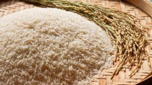 The aromatic and long grain rice commands a premium in the global market.