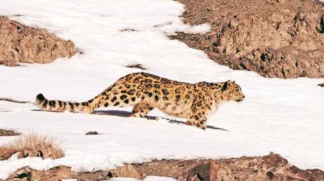 Ladakh Launches India’s First Snow Leopard Safaris
