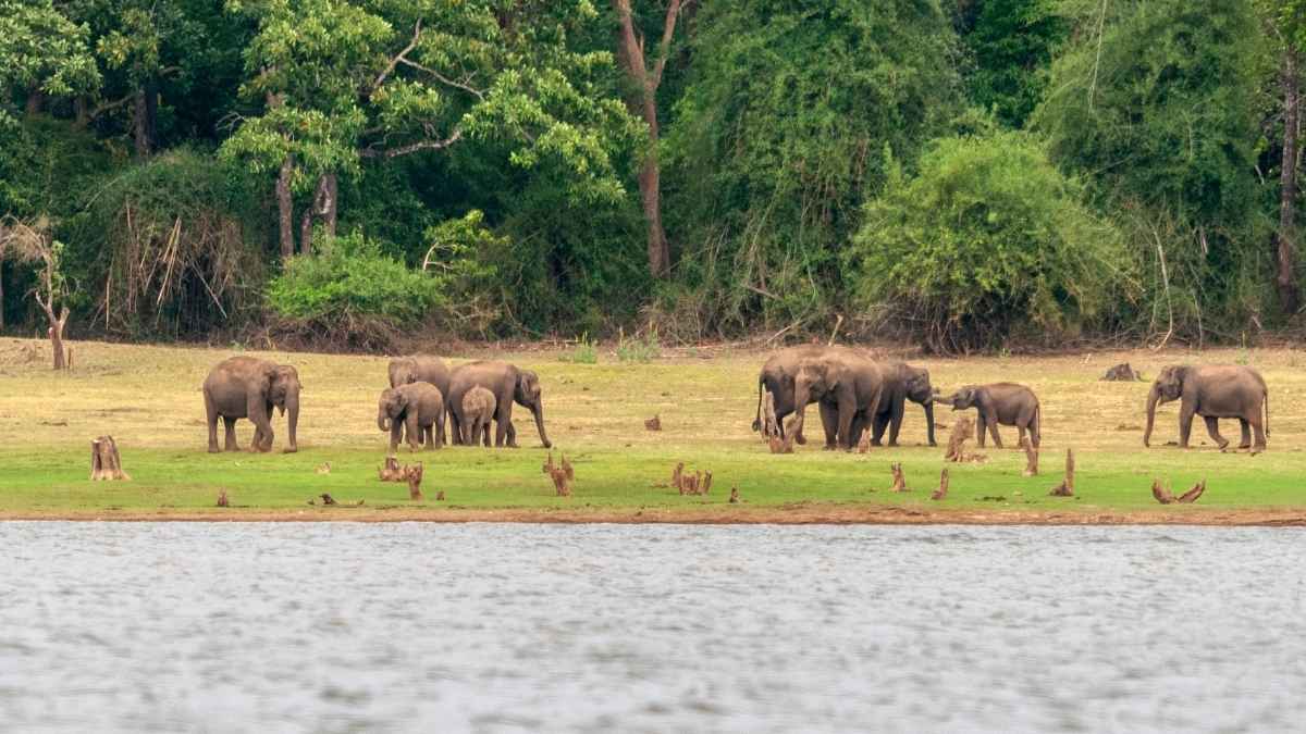 Wildlife conservation in the digital age