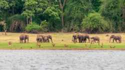 Wildlife conservation in the digital age